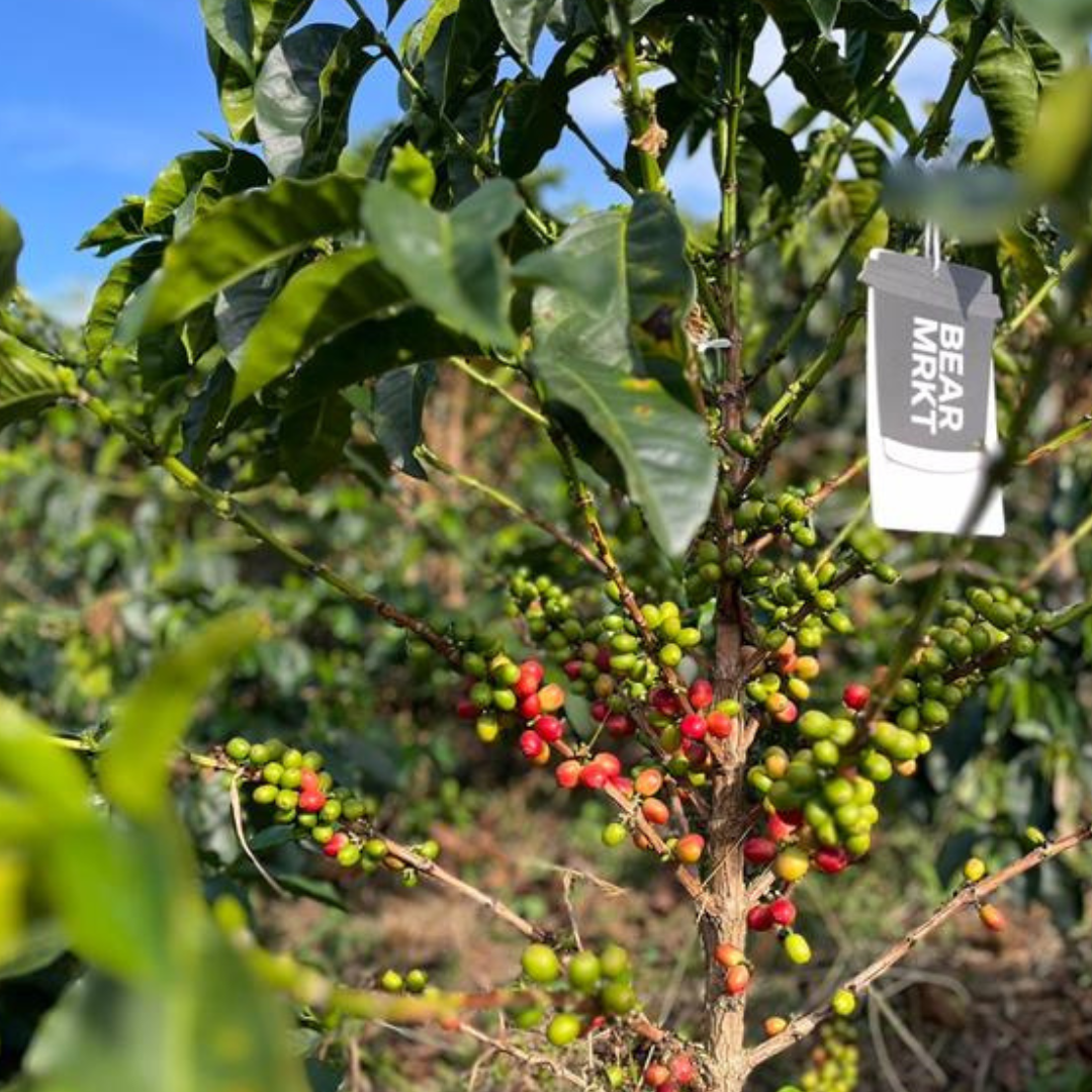 House Roast  (Filter)