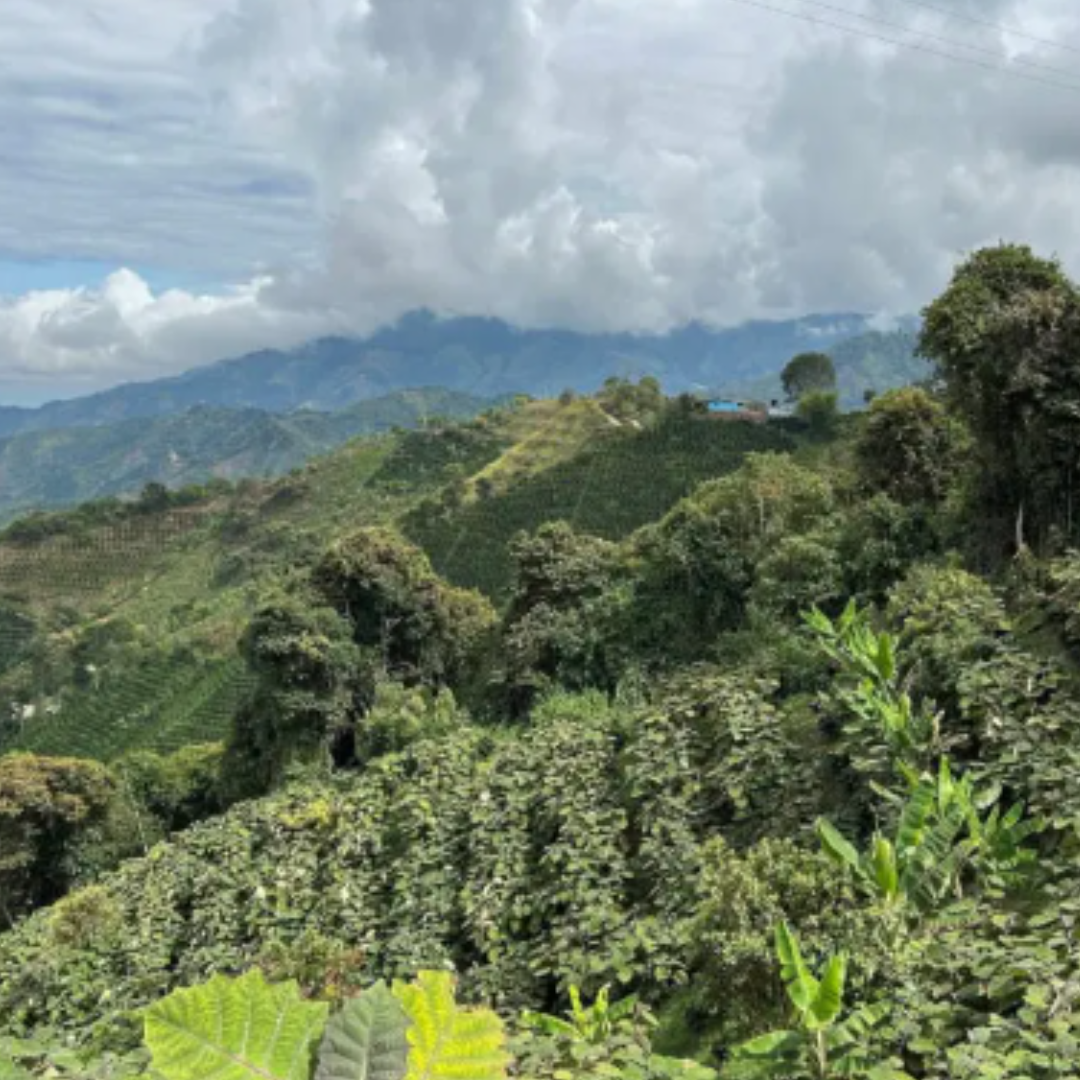 House Roast  (Filter)