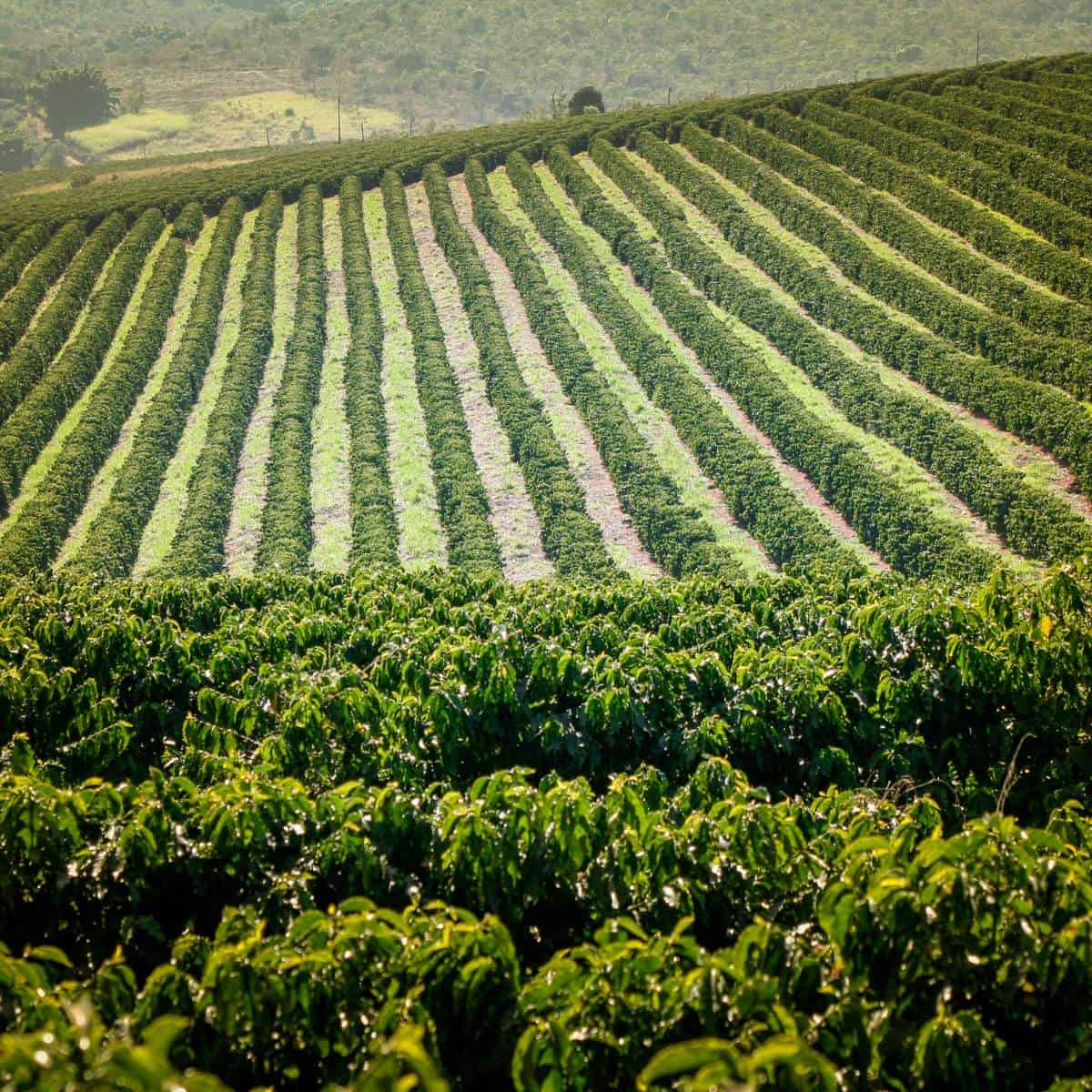 Ethiopia Bezabesh Kassa (Filter)