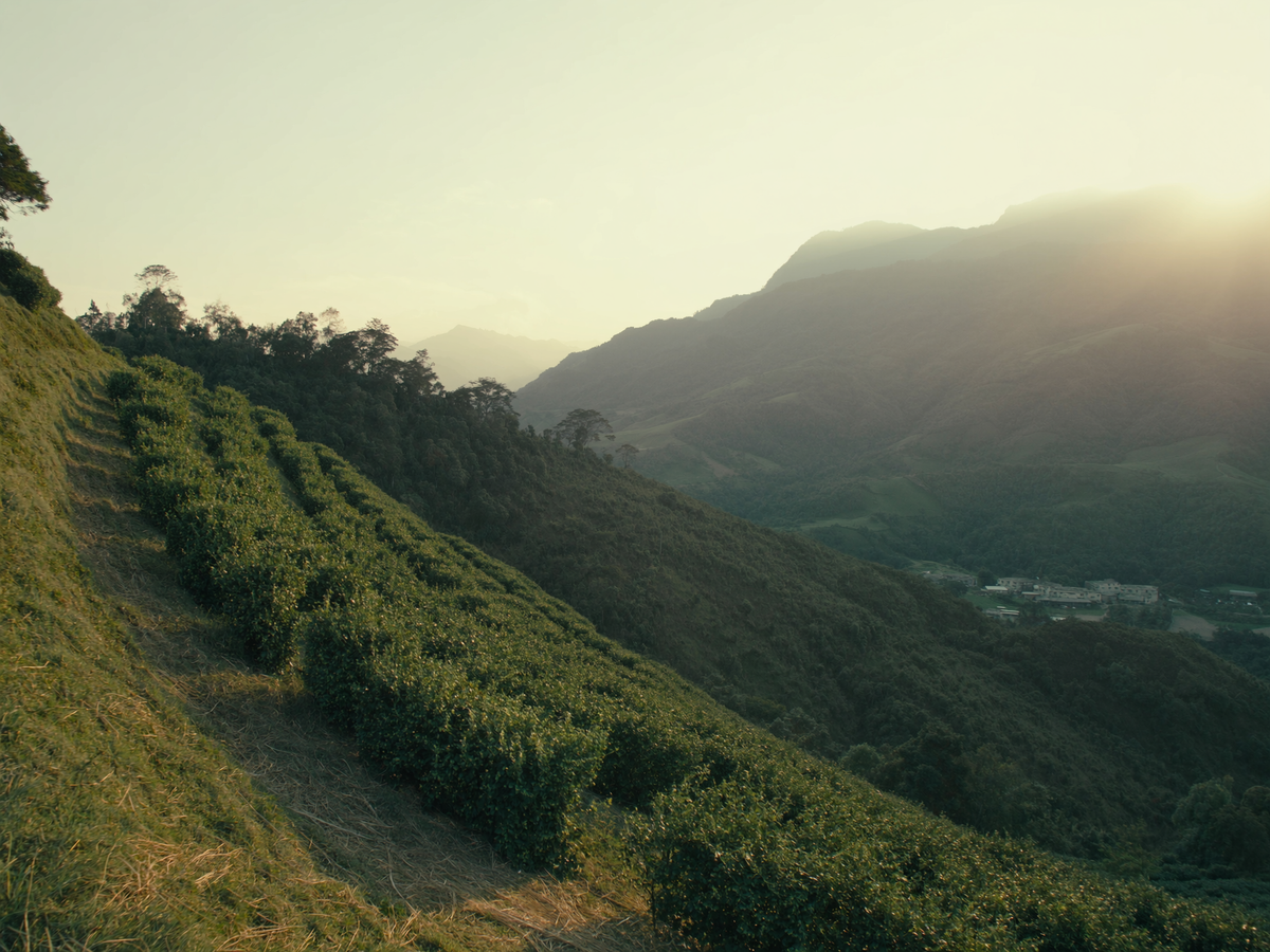 Compostable Pods (10) coffee farm photo