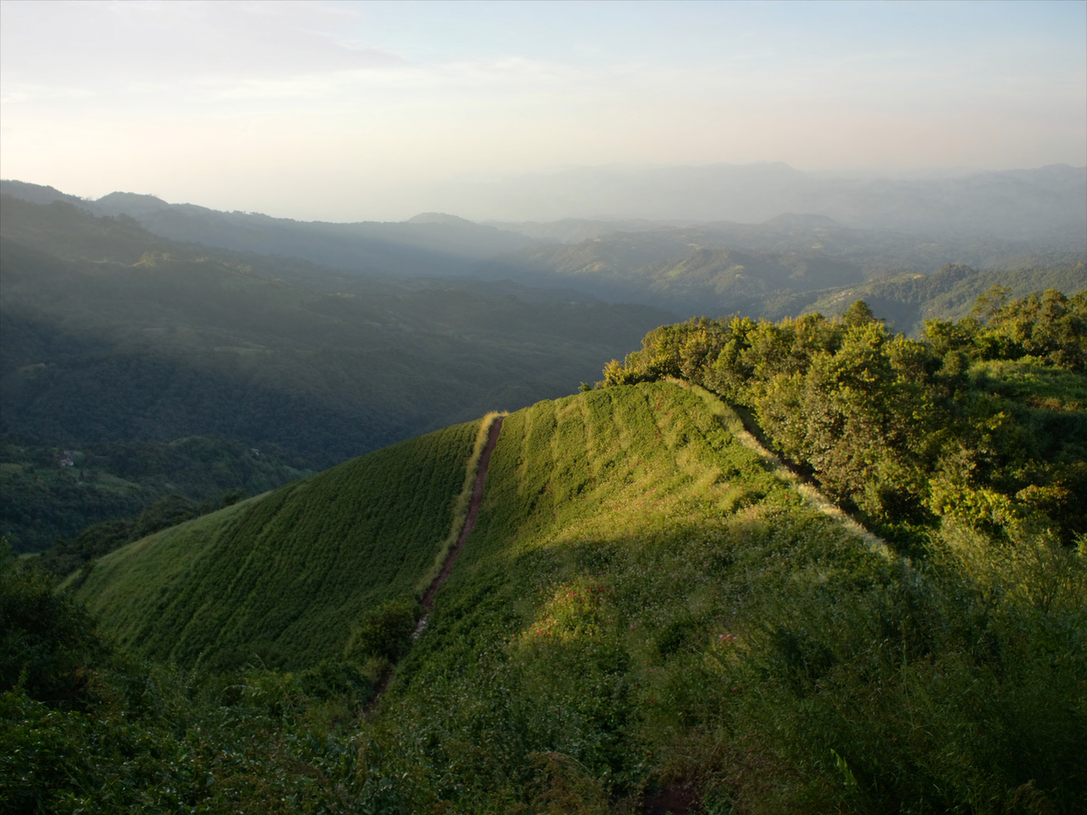 Colombia El Toro coffee farm photo