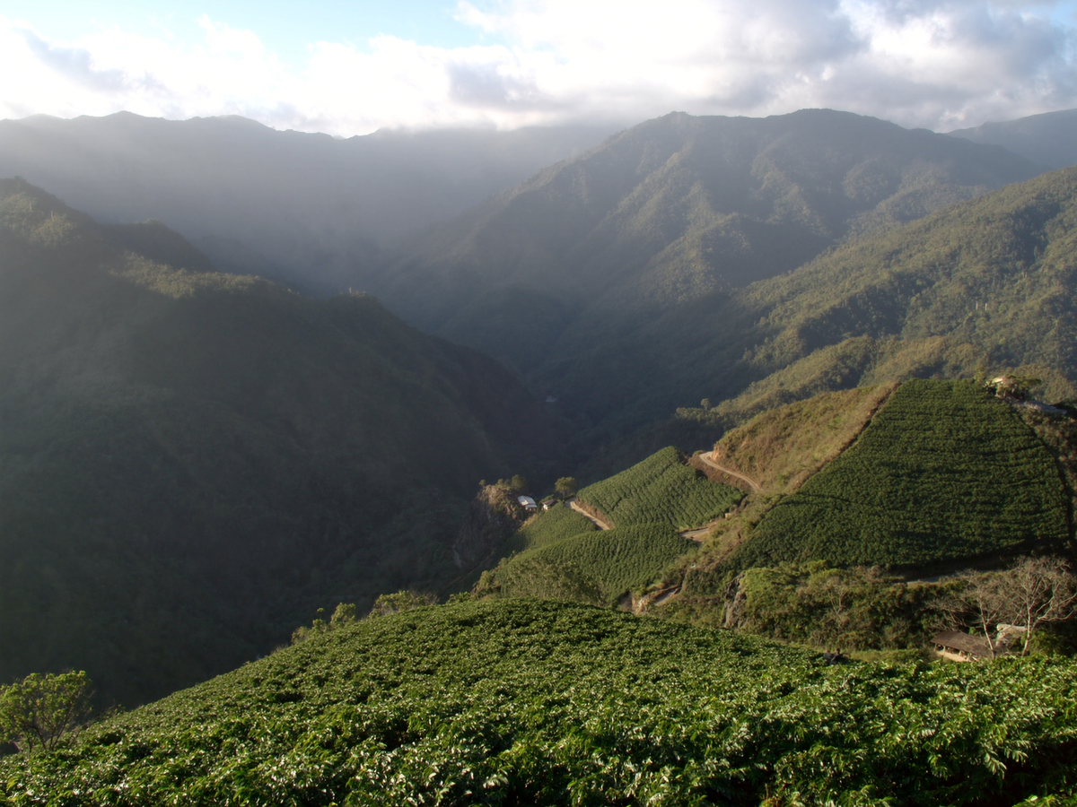 Costa Rica Hermosa coffee farm photo