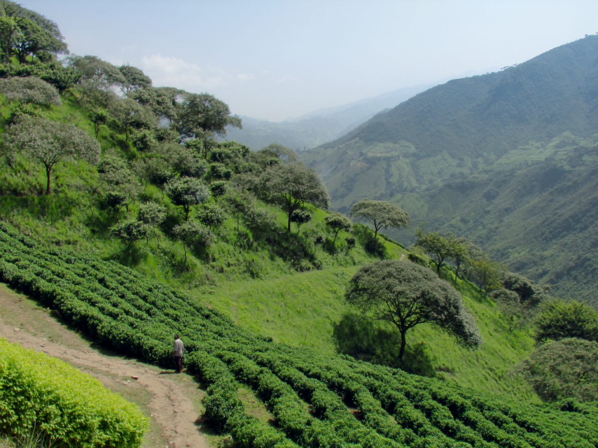 Sugar Cane Decaf coffee farm photo