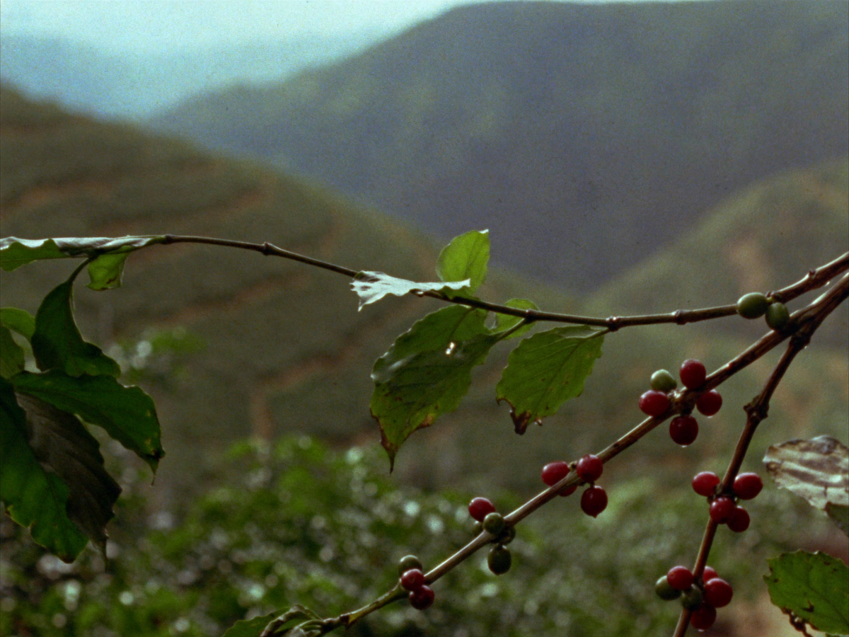 Compostable Pods (10) coffee farm photo