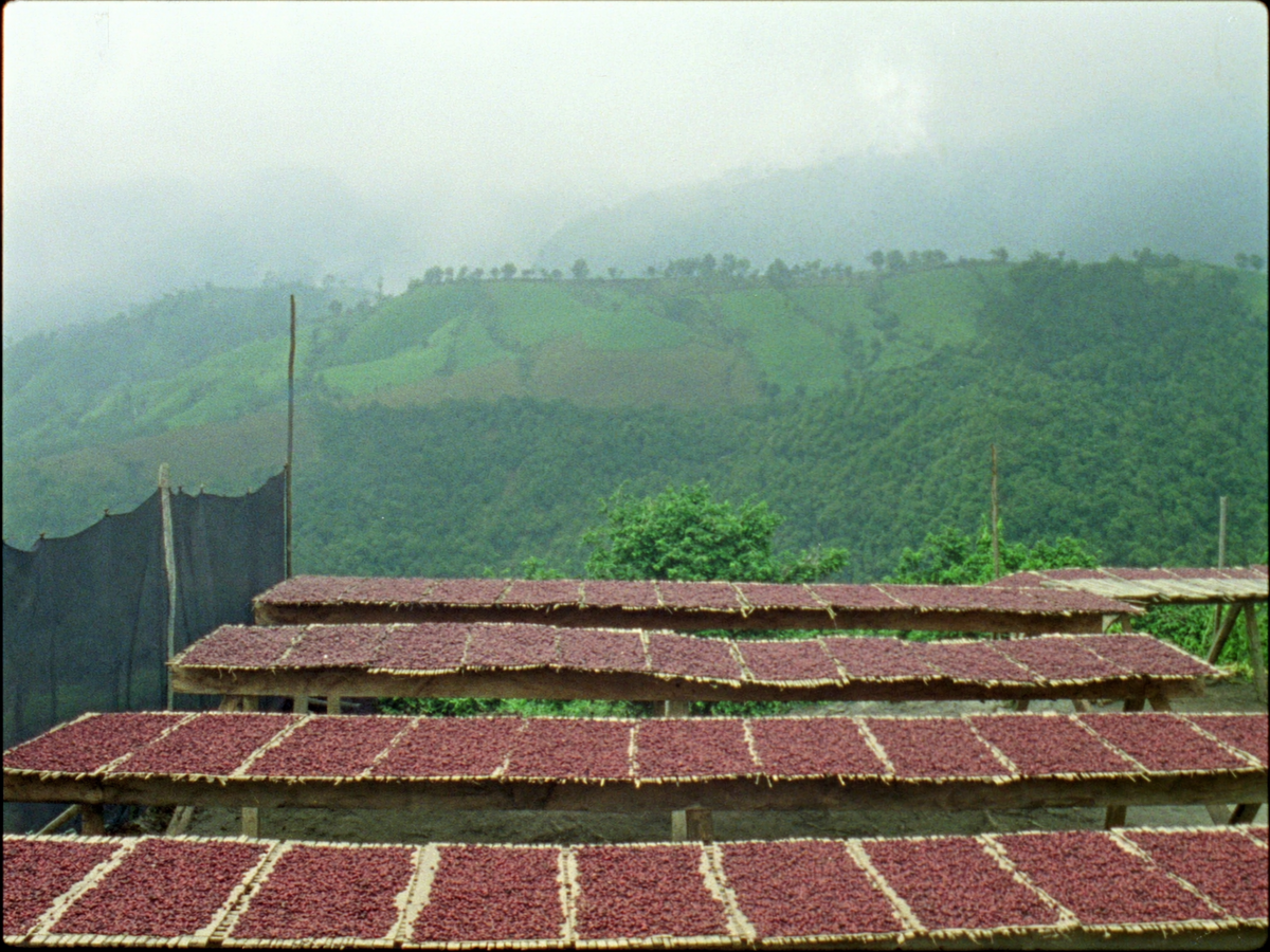 Colombia El Toro coffee farm photo