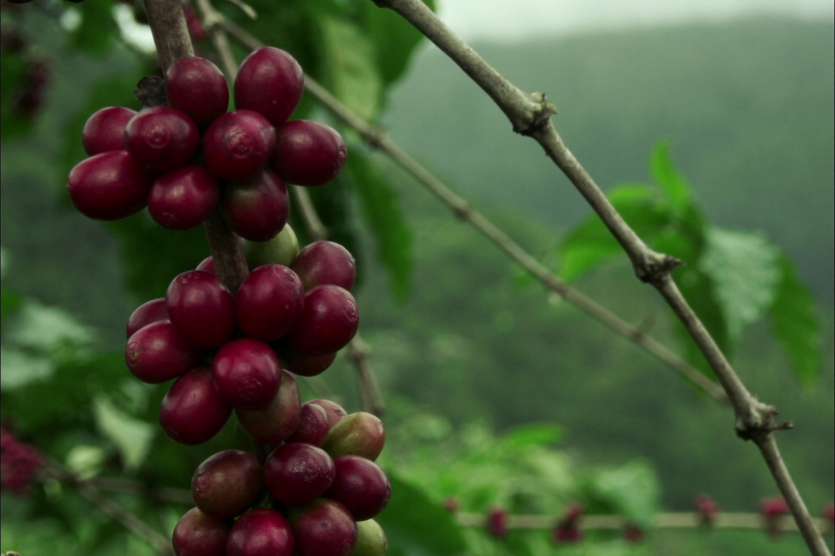 Costa Rica Hermosa (Filter) coffee farm photo