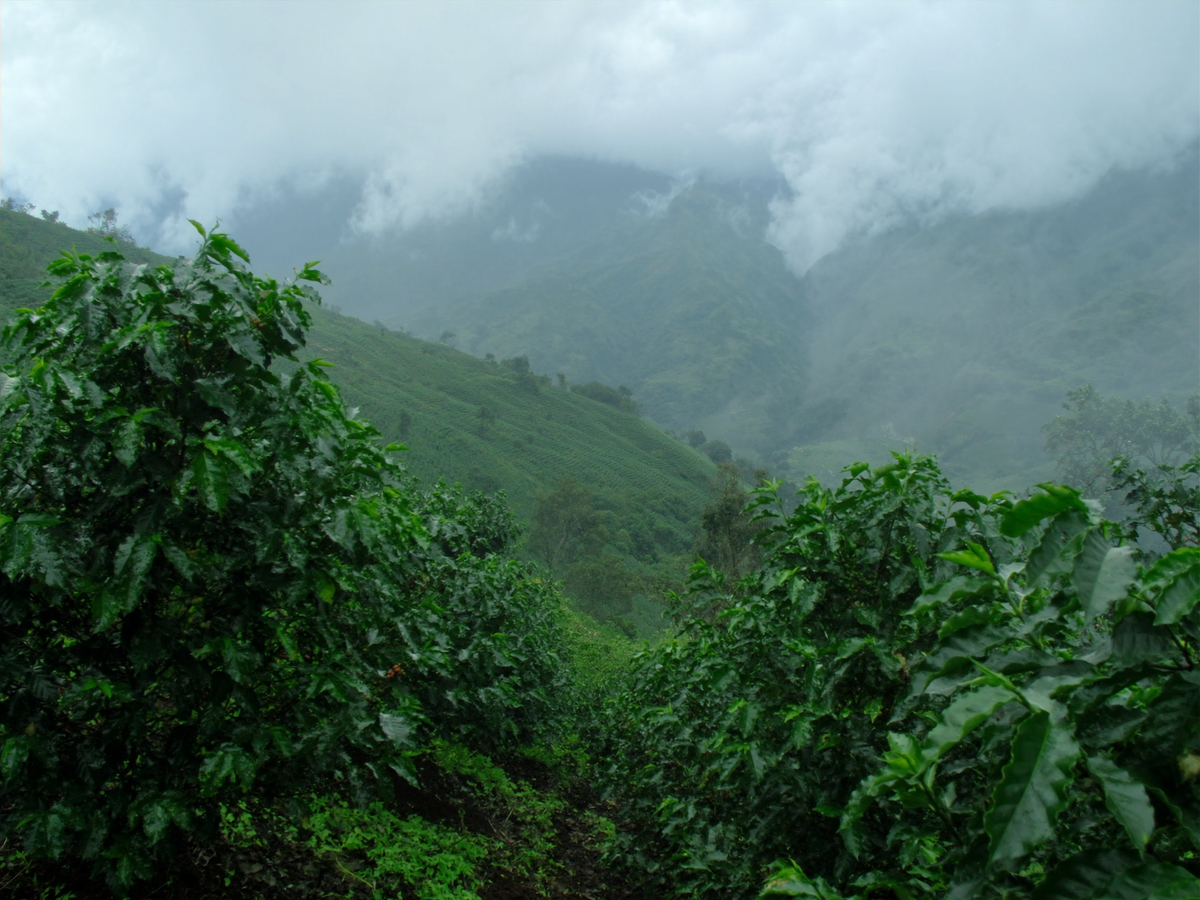 Colombia El Toro coffee farm photo