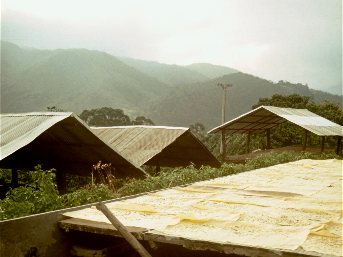 Compostable Pods (40) coffee farm photo