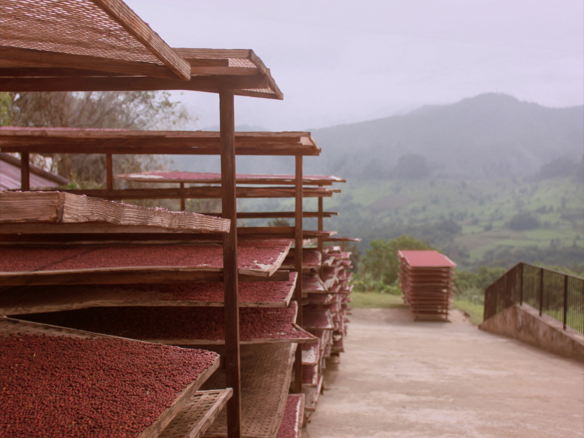 Costa Rica Hermosa coffee farm photo