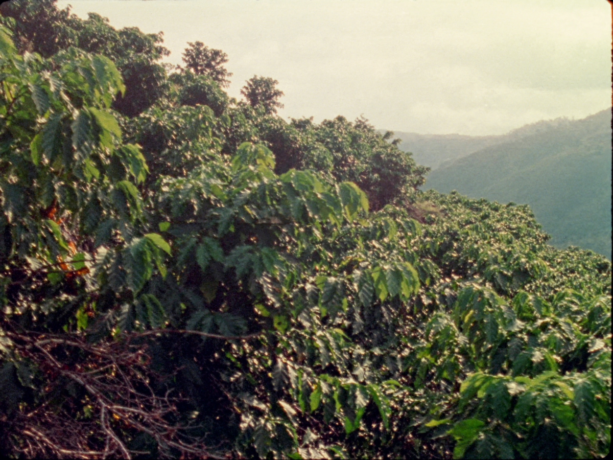 Compostable Pods (40) coffee farm photo