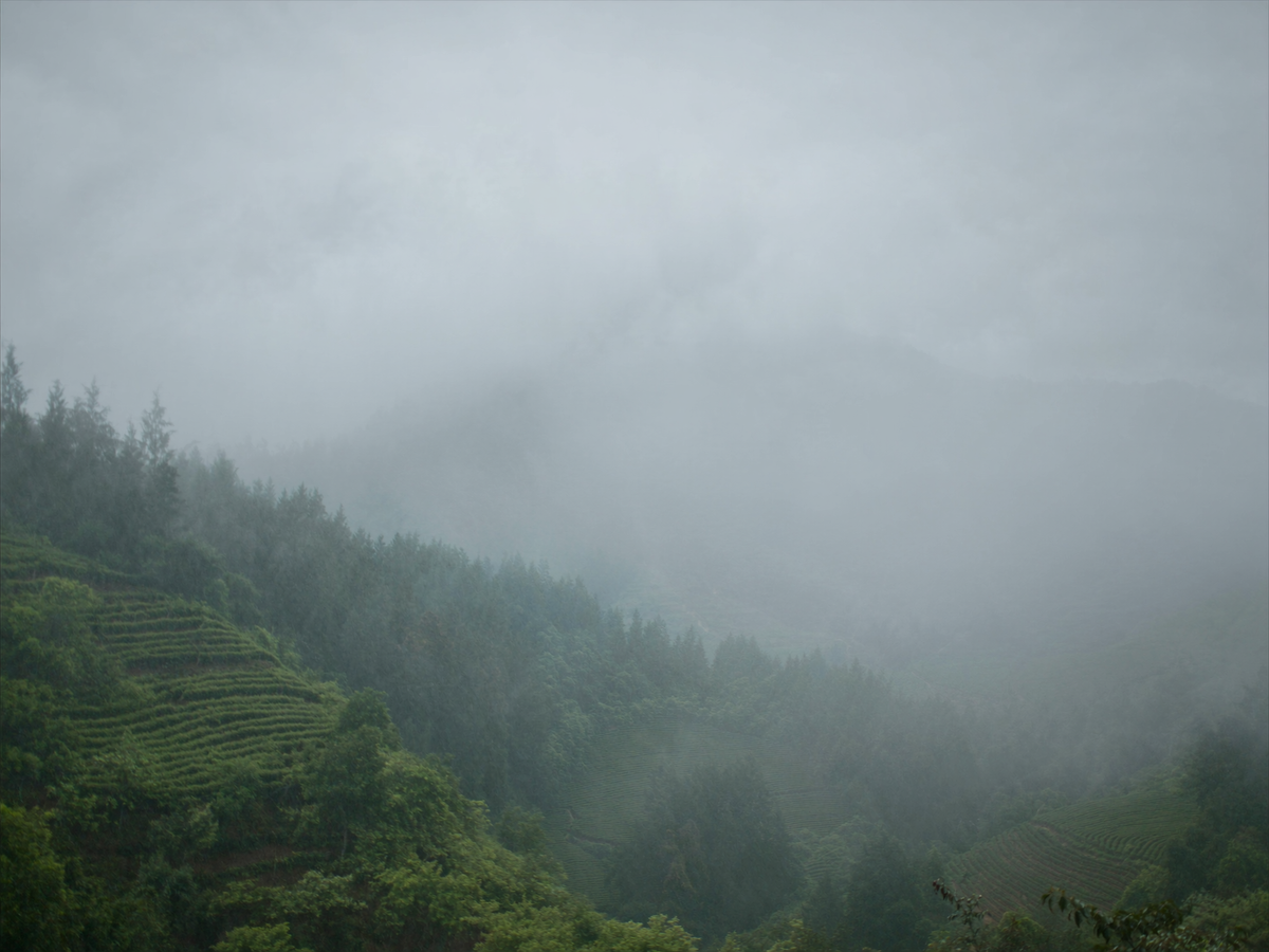 Colombia El Toro coffee farm photo